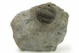 Diademaproetus Trilobite Fossil - Beautiful Preservation #275310-2